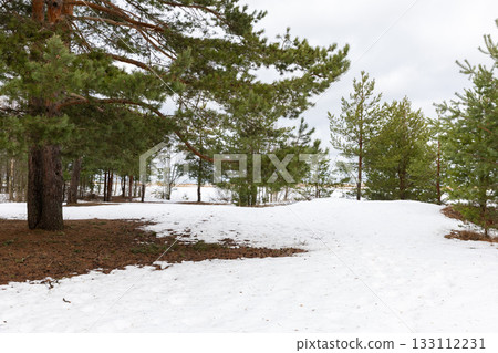 A serene snowy landscape with green pine trees scattered across a frosted field 133112231