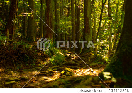 Scenery in the forest with sunlight filtering through the trees 133112238