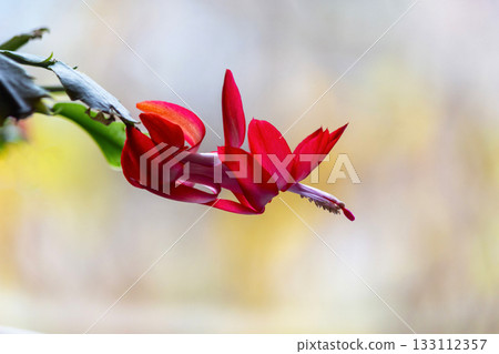 Macro shot of a Schlumberger Christmas cactus with a red flower on a blurred autumn background. Macro shot of a Schlumberger Christmas cactus with a red flower on a blurred autumn background. 133112357