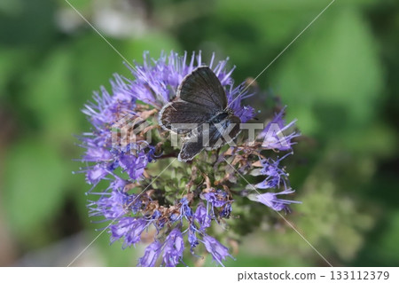 A Yamato Shijimi butterfly sucking nectar from a purple daisy blooming in an autumn garden 133112379