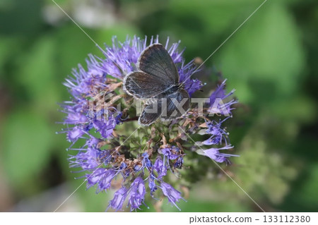 A Yamato Shijimi butterfly sucking nectar from a purple daisy blooming in an autumn garden A Yamato Shijimi butterfly sucking nectar from a purple daisy blooming in an autumn garden 133112380