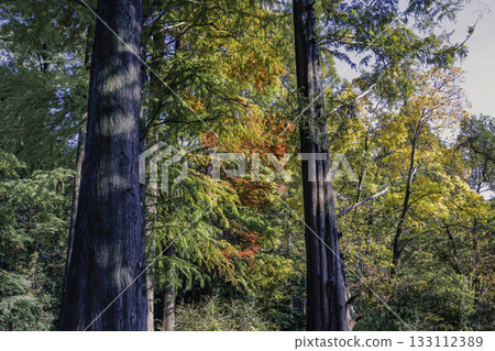 Metasequoia and Bald Cypress_05 133112389