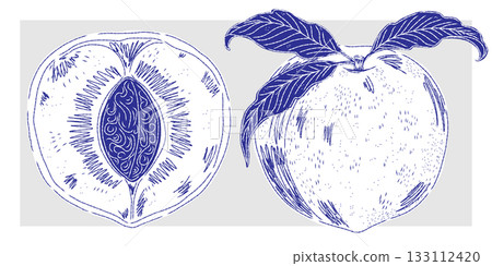 sketch of pear fruits 133112420