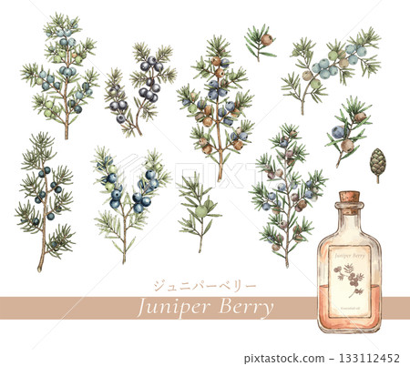 Juniper berry botanical illustration, essential oil and aroma 133112452