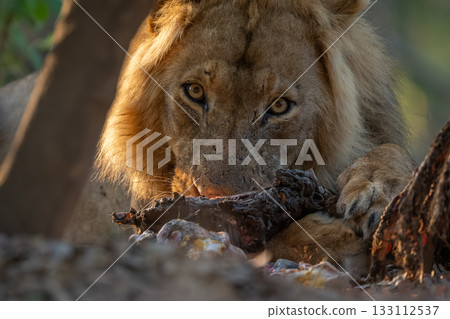 Close-up of lion watching camera while eating Close-up of lion watching camera while eating 133112537