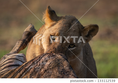 Close-up of lioness feeding on zebra carcase 133112539