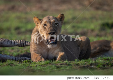 Close-up of lioness lying with zebra carcase Close-up of lioness lying with zebra carcase 133112540