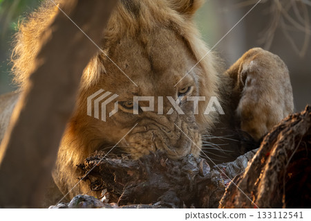 Close-up of male lion chewing on zebra 133112541