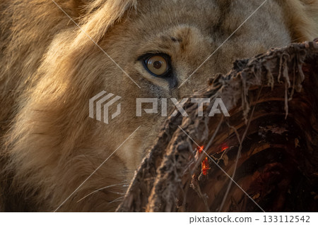Close-up of male lion hiding behind carcase Close-up of male lion hiding behind carcase 133112542
