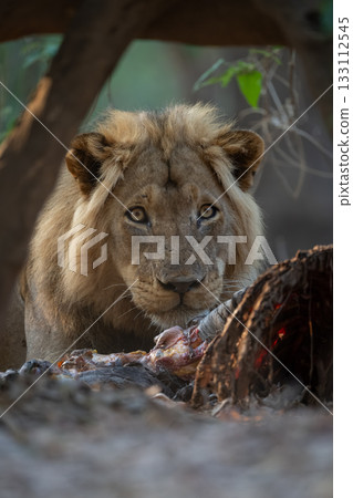 Close-up of male lion lying by zebra Close-up of male lion lying by zebra 133112545