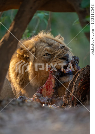 Close-up of male lion lying chewing zebra 133112548