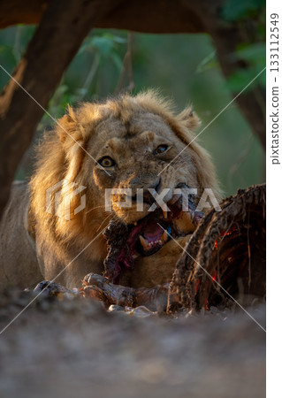Close-up of male lion lying eating carcase 133112549