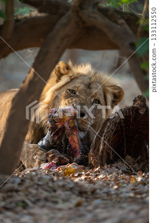 Close-up of male lion lying eating carcass Close-up of male lion lying eating carcass 133112550