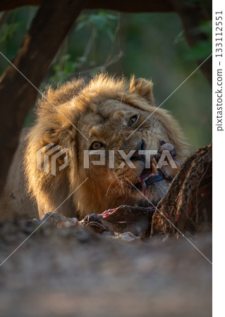 Close-up of male lion lying eating kill 133112551