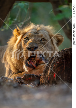 Close-up of male lion lying gnawing kill Close-up of male lion lying gnawing kill 133112553