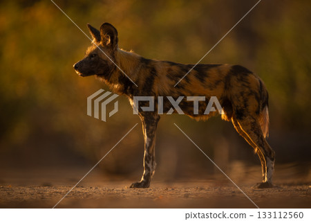 Collared African wild dog stands in profile 133112560