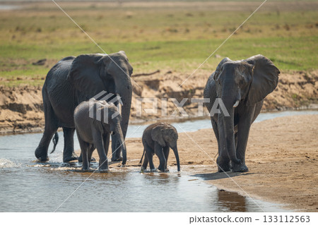 Family of African bush elephants cross river Family of African bush elephants cross river 133112563