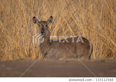 Female common waterbuck standing in long grass Female common waterbuck standing in long grass 133112568