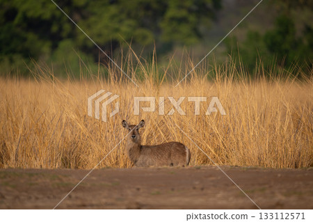 Female common waterbuck stands by long grass 133112571