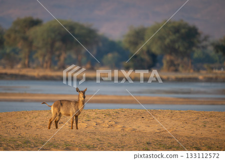 Female common waterbuck stands by shallow river Female common waterbuck stands by shallow river 133112572