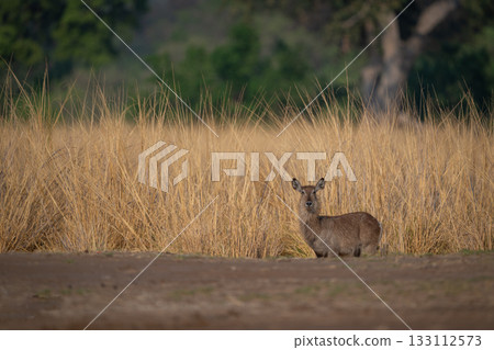 Female common waterbuck stands in tall grass Female common waterbuck stands in tall grass 133112573