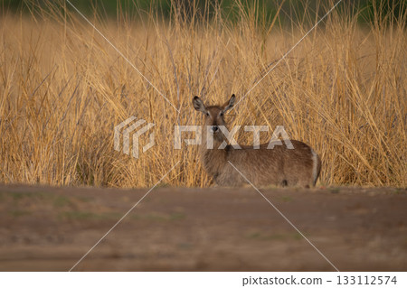 Female common waterbuck stands near long grass Female common waterbuck stands near long grass 133112574