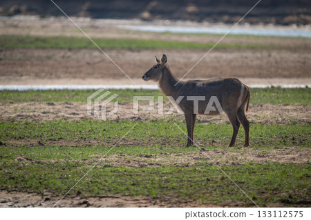 Female common waterbuck stands on grass floodplain 133112575