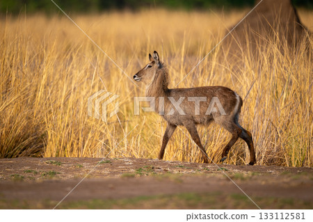 Female common waterbuck walks past long grass Female common waterbuck walks past long grass 133112581