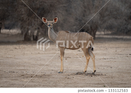 Female greater kudu stands turning to camera 133112583