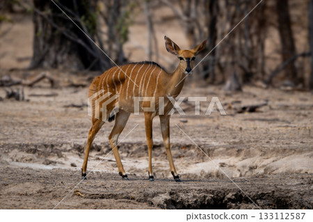 Female nyala stands in clearing near trees 133112587