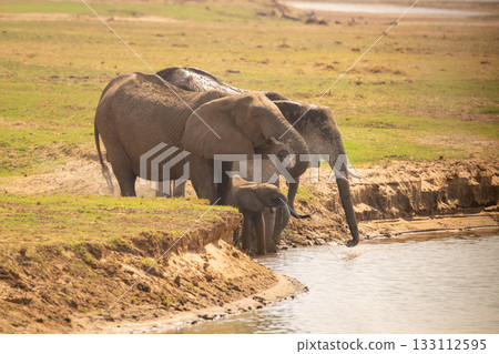Four African bush elephants drink from river 133112595