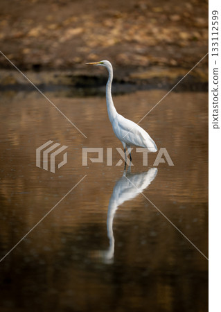 Great egret stands in pond casting reflection 133112599