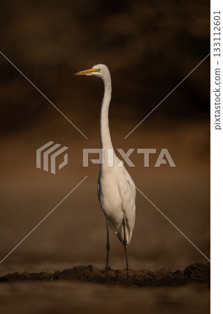 Great egret stands on mudflat turning head 133112601