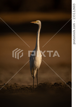 Great egret stands watching camera from riverbank 133112603