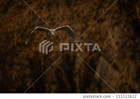 Grey heron flies from trees toward camera Grey heron flies from trees toward camera 133112612