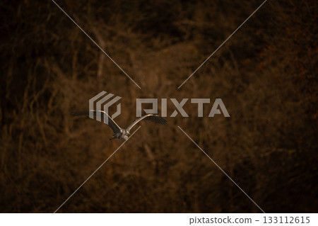 Grey heron flies from woods towards camera Grey heron flies from woods towards camera 133112615