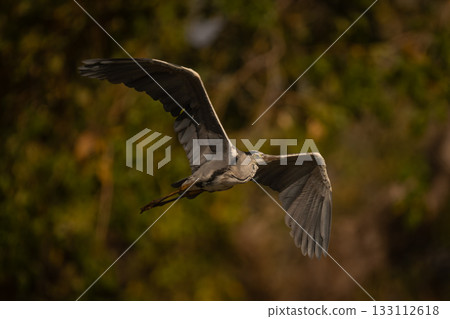 Grey heron flies past forest in sunshine Grey heron flies past forest in sunshine 133112618