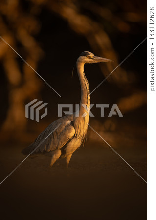 Grey heron in pool in golden light 133112628