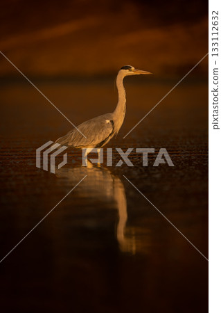 Grey heron in profile reflected in pond 133112632