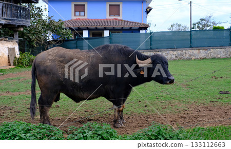 A large, black water buffalo Bubalus bubalis stands in a muddy green pasture, enclosed by a wire fence A large, black water buffalo Bubalus bubalis stands in a muddy green pasture, enclosed by a wire fence 133112663