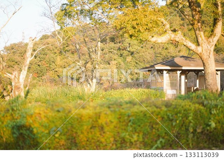 Toya wrapped in autumn leaves 133113039