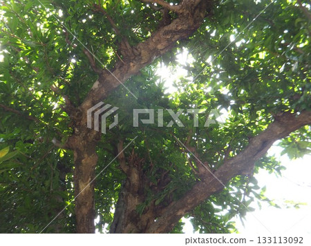 Pomegranate tree in summer 133113092