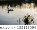 A solitary swan glides gracefully across calm water, surrounded by soft reflections and gentle ripples in warm afternoon light. 133113094