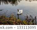 A solitary swan glides gracefully across calm water, surrounded by soft reflections and gentle ripples in warm afternoon light. 133113095