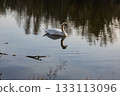 A solitary swan glides gracefully across calm water, surrounded by soft reflections and gentle ripples in warm afternoon light. 133113096