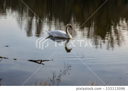 A solitary swan glides gracefully across calm water, surrounded by soft reflections and gentle ripples in warm afternoon light. 133113096