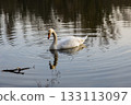 A solitary swan glides gracefully across calm water, surrounded by soft reflections and gentle ripples in warm afternoon light. 133113097