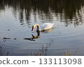 A solitary swan glides gracefully across calm water, surrounded by soft reflections and gentle ripples in warm afternoon light. 133113098
