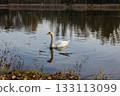 A solitary swan glides gracefully across calm water, surrounded by soft reflections and gentle ripples in warm afternoon light. 133113099