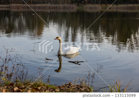 A solitary swan glides gracefully across calm water, surrounded by soft reflections and gentle ripples in warm afternoon light. A solitary swan glides gracefully across calm water, surrounded by soft reflections and gentle ripples in warm afternoon light. 133113099